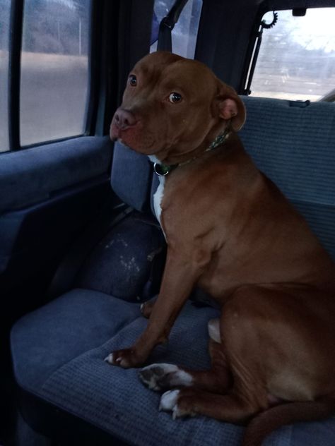 Red Nose Pitbull for home to good home Red Nosed Pitbulls, Pitbull Red Nose, Red Pitbull, Red Nose Pitbull Puppies, American Bully Puppy, Bully Puppy, Cute Pitbulls, Mixed Puppies, Red Nose Pitbull