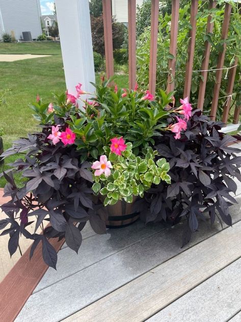 Flower Planter Ideas, Purple Sweet Potato, Container Gardening Flowers, Waterfalls Backyard, Plants For Hanging Baskets, Patio Planters, Flower Pots Outdoor, Gardening Flowers, Outdoor Planter