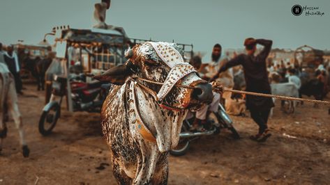 Sunnat e Ibrahimi... Qurbani on eid ul adha Eid Ul Adha Qurbani, Eid Ul Adha, Beautiful Picture, Photography Ideas, Beautiful Pictures, Cow, Photography, Quick Saves