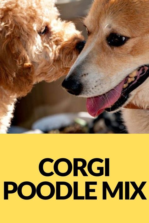 As far as designer or champion dogs go, the Corgi Poodle Mix, also known as a Corgipoo, has taken the world by storm. If you want to adopt one, you might be asking yourself what kind of pooch this is. Read more at TheGoodyPet.com! Corgi Poodle Mix, Corgi Poodle, Good Traits, Corgi Mix, Dog Brushing, Miniature Poodle, Poodle Mix, Pembroke Welsh Corgi, Welsh Corgi