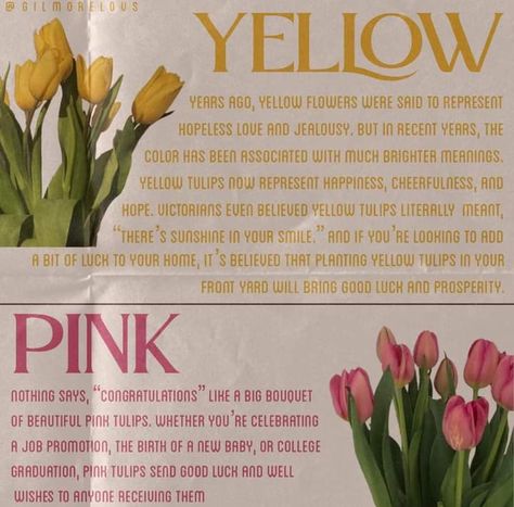 #5-#6 Pink Tulips Meaning, Yellow Tulips Meaning, Tulip Color Meaning, Tulips Meaning Language Of Flowers, Yellow Tulips Aesthetic, Tulip Meaning, Flower Knowledge, Flowers Symbolism, Candle Content