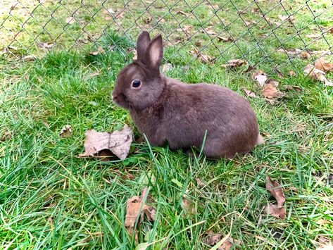 Polish Bunny, Polish Rabbit, Cute Bunny Rabbit, Rabbit Breeds, Bunny Care, Hunny Bunny, Dream Baby, Love Cute, Outdoor Fun