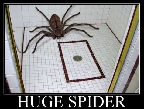 Australian Spiders | This spider tried taking a shower....Just horrific!!!!!!!!!! How the hell do these things get into the house if people are not opening the door for them?!?! I would never install a dog door just to make sure. AAAARRRGGGHH!!!! Bro Meme, Oh Hell No, 4 Panel Life, Funny Stick Figures, Rage Comics, Clean Humor, Stick Figures, Bath Time, Spiders