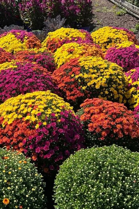 3 Secrets To Buying Mums This Fall - The Best Way To Buy Mums! Mums Garden, Hardy Mums, Potted Mums, Purple Mums, Garden Mum, Fall Mums, Mums Flowers, Blooming Plants, Garden Care