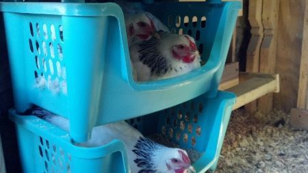 DIY Chicken Nesting Boxes Buckets | Request PHOTOS of your nesting box - Page 2 Chicken Run Flooring, Diy Chicken Nesting Boxes, Large Chicken Run, Clean Chicken Coop, Chicken Run Ideas, Nesting Boxes Diy, Chicken Nesting Boxes, Chicken Pen, Coops Diy