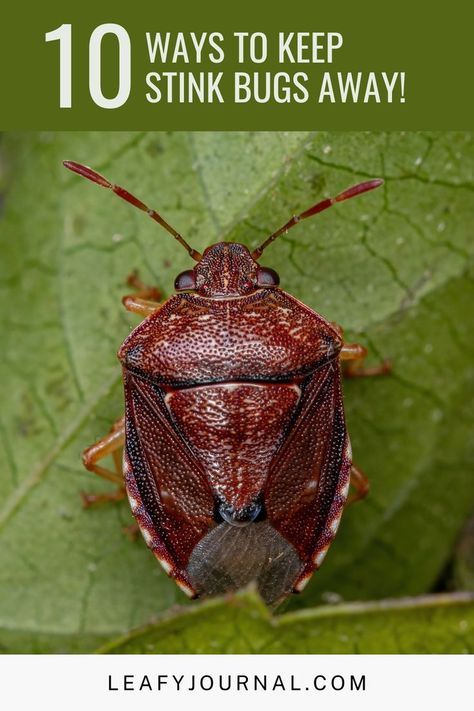 Diy Stink Bug Trap, Stink Bug Trap, Plant Growing Hacks, Essential Oil Bug Repellent, Growing Hacks, Essential Oil Sprays, Plant Growing Tips, Diy Bug Repellent, Stink Bug