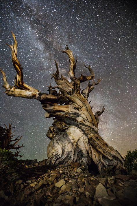 Breathtaking photos of ancient trees against starry skies Art Science Museum, Bristlecone Pine, Ancient Trees, Louisiana Art, Landscape Inspiration, Baobab Tree, Stars In The Sky, Old Tree, Old Trees