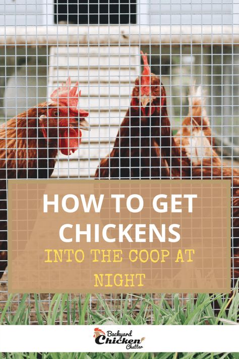 Can Rabbits And Chickens Live Together, How To Get Chickens In Coop At Night, Chicken Coop Tips And Tricks, Chicken Knowledge, Chicken Anatomy, Training Chickens, Backyard Chicken Coop, Chicken Raising, Chicken Coop Garden