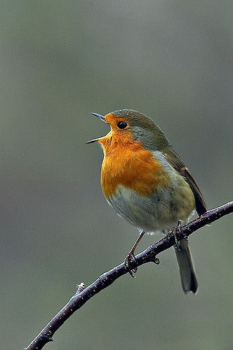 Singing a happy song | Robin bird chirping singing | John MacTavish | Flickr Bird Sitting, Robin Bird, Nature Birds, All Birds, Bird Pictures, Exotic Birds, Pretty Birds, Bird Photo, Colorful Birds