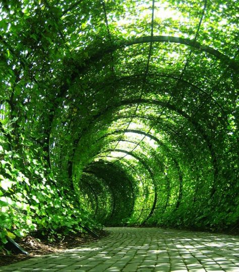 Garden Tunnel, Duke Gardens, Poison Garden, Koti Diy, Tree Tunnel, The Poison, Garden Pavilion, Sunken Garden, Garden Vines