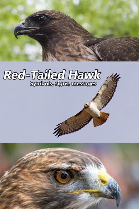 Red-Tailed Hawk, Spiritual Meaning, Signs, Symbols, Omens, Messages Red Tailed Hawk Spiritual Meaning, Red Tailed Hawk Spirit Animal, Hawk Meaning Seeing A, Red Tail Hawk Meaning, Seeing Hawks Meaning, Two Hawks Tattoo, Seeing A Hawk Meaning, Hawk Spirit Animal Meaning, Red Tailed Hawk Tattoo Feminine