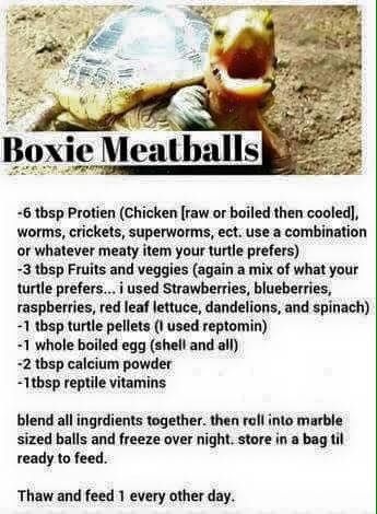 Box Turtle meatballs Box Turtle Diet, Box Turtle Food, Pet Turtle Care, Box Turtle Habitat, Eastern Box Turtle, Turtle Aquarium, Turtle Care, Turtle Homes, Slider Turtle