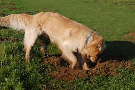 Dog Behavior Problems - Questions About Dog Behaviors Keep Dogs From Digging, Stop Dogs From Digging, Dog Digging, Dog Commands Training, Artificial Grass For Dogs, Dog Friendly Backyard, Pet Turf, Stop Dog Barking, Dog Behavior Problems