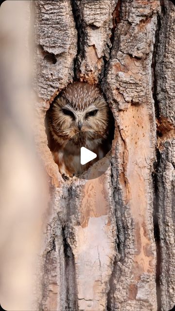 Jennil Modar on Instagram: "🦉 Hooting with the Saw-whet Owl 🌙

Hey nature enthusiasts! 🌳✨ Today, let's dive into the enchanting world of the Saw-whet Owl and its mesmerizing hoots! 🦉🎶

Did you know that the Saw-whet Owl is one of the smallest owl species in North America? But don't let its size fool you, because when it comes to hooting, this little creature packs a powerful sound! 🔊✨

#SawWhetOwl #HootingMagic #NatureWonders #NighttimeMelodies #EnchantedWilderness #OwlEncounters #NatureLovers #DiscoverTheWild" Owl Species, Saw Whet Owl, Small Owl, Hoot Owl, Baby Owls, Rodents, Don't Let, Mammals, Diving