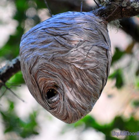 HORNET'S NEST IN TREE:  The fluidity of the form looks very delicate and it seems to be made up of an intricate weaving of fibres. Nature Guardian, Weaver Birds, Hornet Nest, Animal Architecture, Market Setup, Biomimicry Architecture, Architecture Structure, Butterfly Mosaic, Nest Art