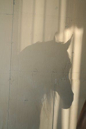 Grey Horse Aesthetic, Imaginative Photography, Horse Shadow, Shadow Horse, Spotted Horse, Birds In The Sky, Artistic Aesthetic, Horse Aesthetic, Mini Horse