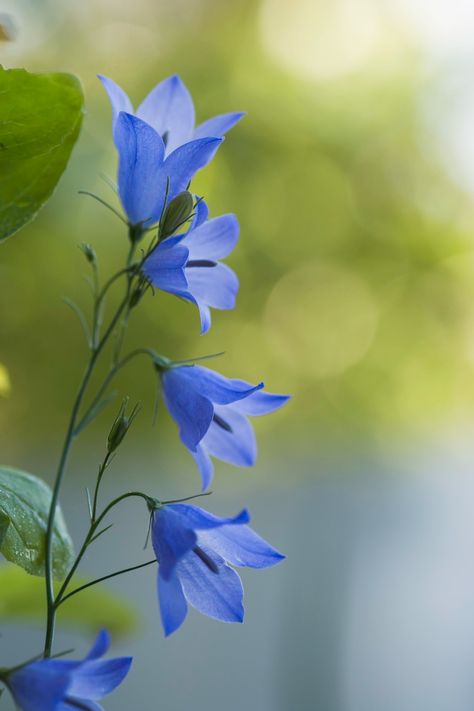 Delicate periwinkle purple harebell flowers are just dangling off slender green stems. Blue Flowers Photography, Harebell Flower, Tropic Flowers, Watercolour Reference, Flowers Line Drawing, Deep Periwinkle, Black Line Tattoo, Periwinkle Flowers, Deep Winter Colors