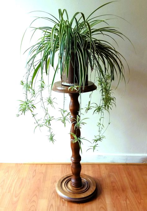 Tall Indoor Plant Stand, Plant On Pedestal, Tall Plant Stand Indoor, Vintage Plant Stand, Pedestal Plant Stand, Tall Indoor Plants, Reading Rooms, Plant Pot Stand, Flower Pot Stand