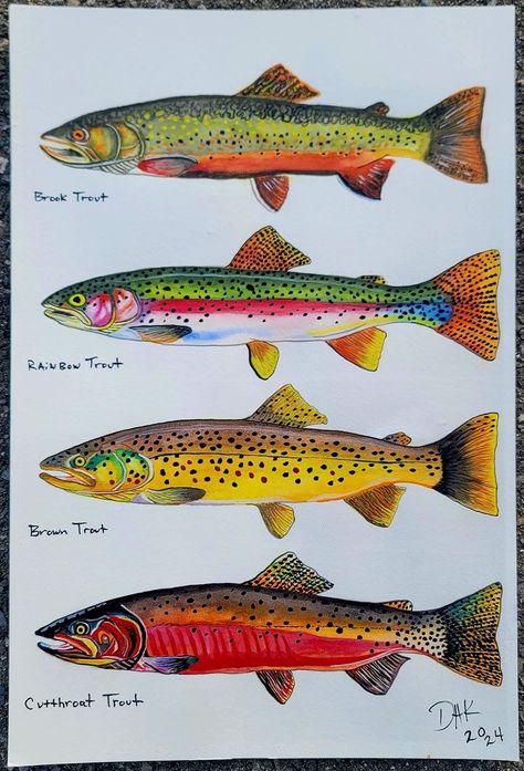 Trout Oil Painting, Abstract Trout Painting, Brook Trout Drawing, Brook Trout Painting, Trout Drawing Simple, Brown Trout Painting, Rainbow Trout Drawing, Rainbow Trout Picture, Rainbow Trout Painting