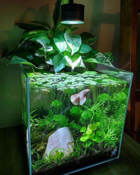 Cute Fishtanks Ideas, Rose Quartz Aquarium, Fish Tank Small Ideas, Water Lily Aquarium, Betta Fish Tanks Ideas, Counter Top Hydroponics, Beta Tanks Ideas, Planted 5 Gallon Aquarium, Beta Fish With Plants