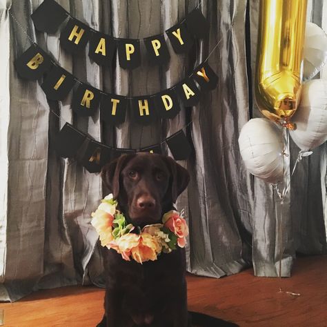 Ari's first birthday! Puppy party. Chocolate lab. Birthday puppy. Dog birthday. Labrador. Dogs and flowers. Birthday Dog Birthday Photo, Dog Birthday Pictures, Dogs And Flowers, Birthday Photo Ideas, Doggy Birthday, Elvis Birthday, Princess Mia, Dog First Birthday, Birthday Puppy