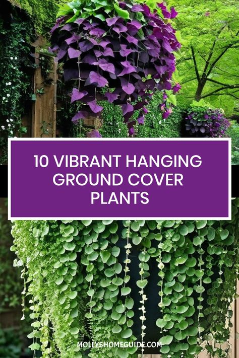 Discover a variety of ground cover plants for your outdoor space! From fast-growing options like Dichondra Silver Falls to evergreen favorites such as Asiatic Jasmine Minima, there's a plant for every garden style. Explore the beauty of trailing plants like Variegated Vinca and Silver Ponyfoot, or opt for drought-tolerant varieties such as Brazilian Walking Iris. Create stunning greenery with hanging ground cover plants like Prostrate Rosemary and Asian gems like Creeping Native Groundcover. Cascading Outdoor Plants, Silver Ponyfoot, Jasmine Ground Cover, Creeping Rosemary, Dichondra Silver Falls, Asiatic Jasmine, Walking Iris, Silver Falls Dichondra, Vinca Minor