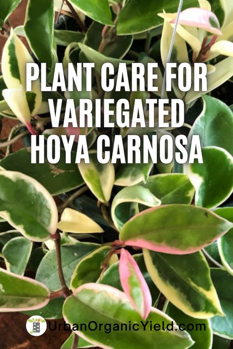 Wax Plants Houseplant, Hoya Carnosa Variegata, Pink Hoya Plant, Wax Plant Hoya, Hoya Variegata, Hoya Plant Care, Garden Getaway, Variegated Hoya, Jade Plant Care