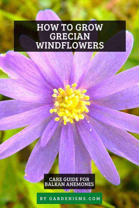 How to Grow Grecian Windflowers (Anemone Blanda) 🌱 - Gardenisms Grecian Windflower, Anemone Blanda, Bulb Planting, Gardening Indoors, Soil Type, Sprouting Seeds, Amaryllis Bulbs, Organic Soil, Ground Cover Plants