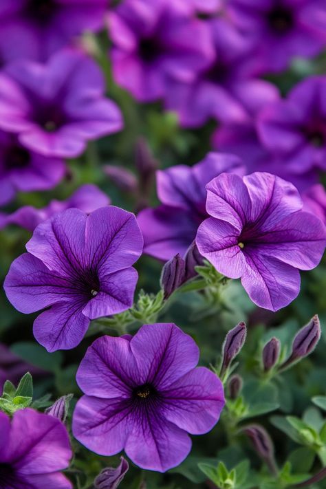 Petunias are a colorful and charming choice for any garden! 🌸🌿 With their cascading blooms and wide range of colors, these flowers add a delightful touch to garden beds, containers, and hanging baskets. Easy to grow and care for, petunias provide continuous blooms throughout the season. Brighten up your garden with the vibrant beauty of petunias today! 😍🌸 #Petunias #GardenBeauty #VibrantFlowers #ContinuousBlooms Petunia Care, Petunia Flowers, Plant Vegetables, Petunia Flower, Purple Petunias, Unusual Flowers, Forest Photography, Favorite Flowers, Petunias