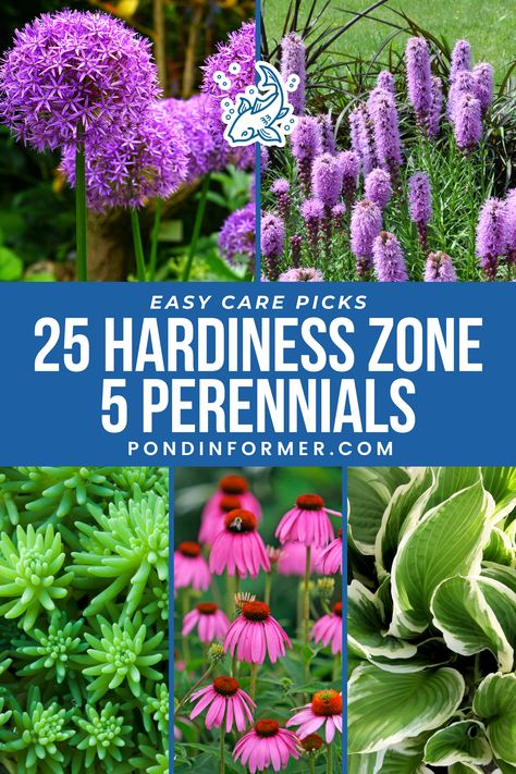 Experience the simplicity of gardening with our selection of 25 easy-care perennials ideal for hardiness zone 5! Whether you're captivated by the vibrant hues of irises or the delicate flowers of columbines, these resilient plants require minimal upkeep while offering year-round interest and beauty.  #Zone5Gardening #HardinessZone5 #Perennials #HardyPlants #LowMaintenanceGarden #EasyCarePlants #GardeningTips #Zone5Flora #Gardening #PerennialGarden #Zone5Perennials #Zone5 #PondInformer Zone 5 Perennials Landscaping, Zone 5b Perennials, Zone 5b Landscaping, Zone 5 Perennials, Zone 4 Perennials, Part Sun Perennials, Minnesota Garden, Flower Garden Layouts, Blooming Perennials