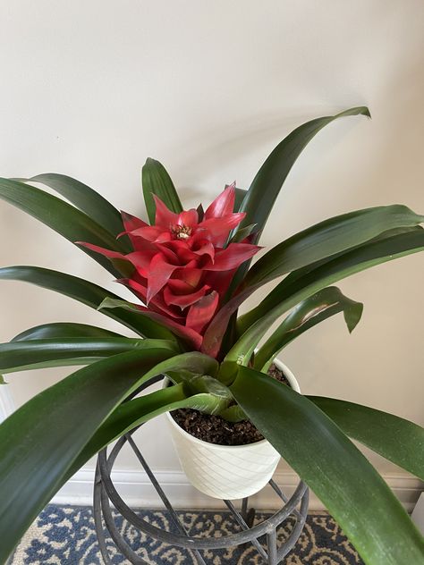 Guzmania Bromeliad Guzmania Bromeliad, My Plant, House Plant Care, Fun Hobbies, Can Lights, Plant Collection, House Plant, How To Grow, Outdoor Garden