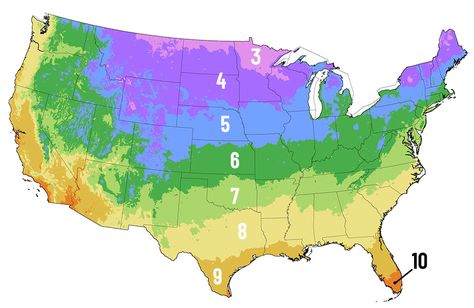 Planting Hardiness Zone Lookup | Perennial Flower Bulbs | Climate Zone Map | Plants for my Zone Perennial Flowering Vines, Elephant Ear Bulbs, Blue Hosta, Gladiolus Bulbs, Plant Hardiness Zone Map, Backyard Gardens, Herb Garden Kit, White Flower Farm, Climate Zones