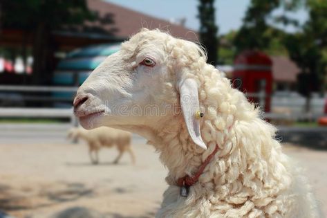 Sheep Side Profile, Goat Side View, Sheep Side View, Sheep Head, Animal References, Drawing Inspo, Animal Sketches, Art Class, Side View