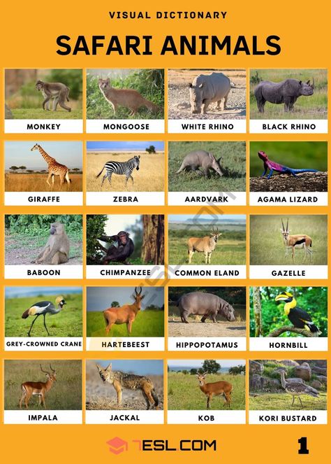 Safari Animals: List of Awesome Safari Animals with Facts • 7ESL Safari Animals Preschool, Animals To Draw, Animals List, Big Cat Species, Animals Name In English, Cat Species, Africa Animals, Animal Illustration Art, List Of Animals