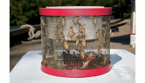 How to Raise Crickets for Chicken Snacks You can buy crickets at bait stores or pet-supply retailers, or you can grow your own. Here's what you need and how it works. Diy Hedgehog Cage, Raising Crickets, Hedgehog Diy, Cricket Farm, Diy Hedgehog, Cricket Farming, Hedgehog Care, Hedgehog Cage, Chicken Club