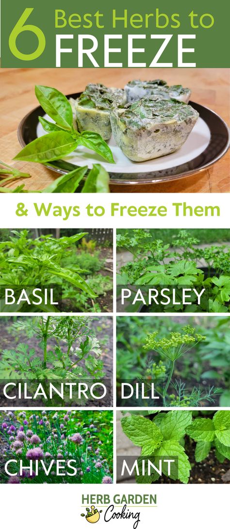 Discover the best herbs for freezing, learn why they are the top choices, and get freezing tips for vibrant flavors year-round. Freezing Garden Vegetables, Freezing Parsley Fresh Herbs, Preserving Herbs From Garden, Canning Herbs, Freeze Herbs, Freezing Food Guide, Herb Ideas, Freezing Fresh Herbs, Preserve Fresh Herbs