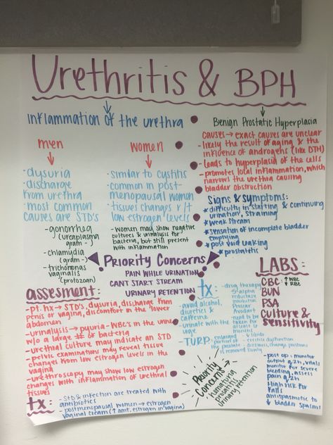 Urethritis & BPH Bph Nursing, Notes Nursing, Med Surg Nursing, Nursing Assessment, Nursing Care Plan, Medical Surgical Nursing, Pa School, Nursing Schools, Pharmacy School