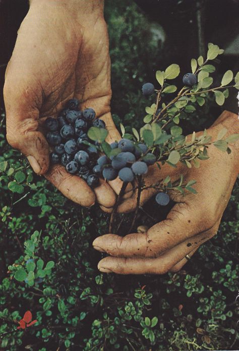 blueberries Rue Barnette, Infp Aesthetic, Games Aesthetic, Blueberry Picking, Games Characters, Fresh Fruit Recipes, Hands Holding, Wild Blueberries, Wild Food