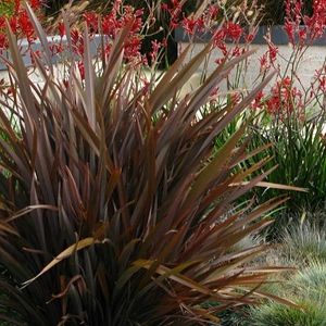 Phormium tenax Purpureum Group (New Zealand Flax) Echeveria Afterglow, New Zealand Flax, Ghost Plant, Entrance Ideas, Planting Ideas, Brown Leaves, Kangaroo Paw, Colorful Succulents, How To Attract Birds