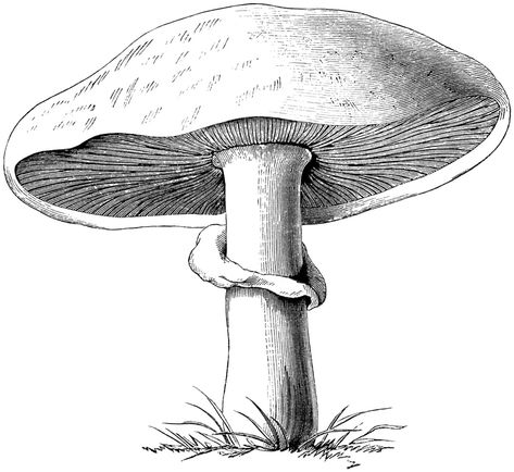 Free Vintage Image Mushrooms Page and Clip Art | Old Design Shop Blog Mushroom Tattoos, Mushroom Drawing, Drawing Eyes, Drawing Hair, Illustration Botanique, White Drawing, Desenho Tattoo, Arte Sketchbook, Scientific Illustration