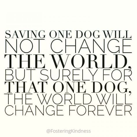 Foster Dog Quotes, Shelter Dog Quotes, Rescue Dog Quotes, Dogs Quotes, Foster Dogs, Mum Quotes, Foster Dog, Dog Mum, Vet Med