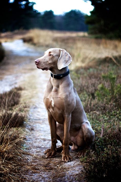 Weimaraner   Saga ( salvia/sage) size: large exercise: high grooming: low trainability: easy Weimaraner Dogs, Unique Dog Breeds, Weimaraner, Basset Hound, Hunting Dogs, Dog Photography, Beautiful Dogs, I Love Dogs, Animal Photography