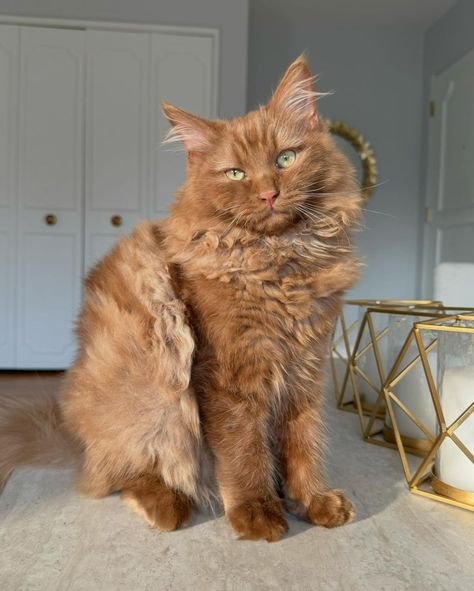 Swipe to see some of Norman’s funny facial expressions. I love this goofy fluffy brown cat 🤎😂 #ragdollcat #browncat #teddybear… | Instagram Blue Point Ragdoll, Ragdoll Cat Colors, Funny Facial Expressions, Funniest Cat, Every Dog Breed, Dream's Cat, Cute Small Animals, Brown Cat, Super Cute Animals