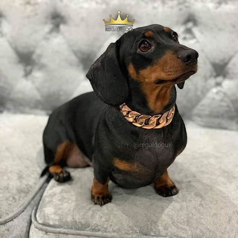 Mabel Modelling her new Rose Gold Luxury Dog Collar. @mabelthespoiltsausage .  25mm Rose Gold Chain Collar .  The finest luxury chains from the UK .  Shop Now: REGALDOG.CO.UK .  @REGALDOGUK .  @mabelthespoiltsausage .  #SausageDog #Dachshund #dachshundsofinstagram #dachshundlove #dachshundoftheday_ #dachshund_feature #dachshund_world #dachshunds #dachshundobsessed #dachshundgram #RoseGoldCollar #RegalDog #DogChains  #DogAccessories #DogBling #DogJewellery#LuxuryDog #DogLife #dog #love #puppers Luxury Dog Accessories, Daschund Dog, Dog Bling, Luxury Dog Collars, Chain Collar, Gold Luxury, Dachshund Love, Rose Gold Chain, Luxury Dog