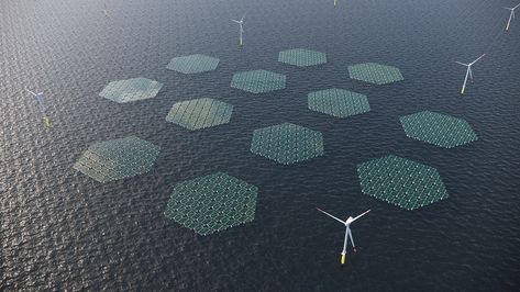 The pilot project will develop floating solar panels that glide over waves 'like a carpet.' Continue reading SolarDuck and RWE to build an offshore floating solar park in the North Sea on Inceptive Mind. Offshore Wind Farms, Solar Power House, Solar Farm, Offshore Wind, Wind Farm, Solar Projects, Energy Companies, Solar Technology, Solar Installation