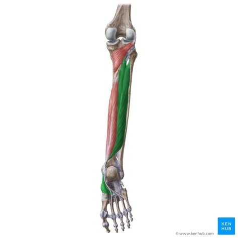 Tibialis posterior is a posterior leg muscle that helps with plantar flexion and inversion of the foot. Learn about its anatomy and functions at Kenhub! Tibialis Posterior, Anatomy Flashcards, Human Muscle Anatomy, Leg Muscle, Spinal Nerve, Lower Limb, Muscle Anatomy, Calf Raises, Sciatic Nerve