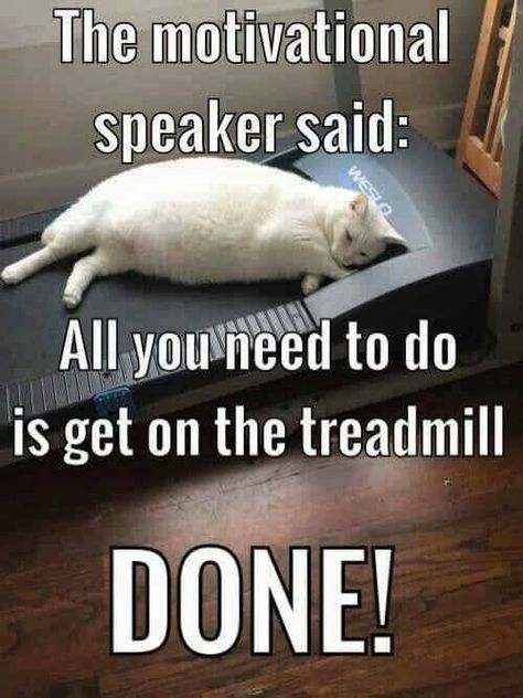 White Cat Meme, Funny Animal Pics, Farmville 2, Cat Toilet Training, Kitty Stuff, Söt Katt, Funny Animal Quotes, Funny Animal Jokes, Animal Pics