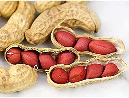 Tennessee Red Peanut Seeds, 20 Peanut Seeds Per Packet, Non GMO Seeds, (Arachis hypogaea), Isla's Garden Seeds Tall Potted Plants, Healthy Nuts, Seed Shop, Nature's Bounty, Stem Projects, Organic Seeds, Room With Plants, Heirloom Seeds, Eating Raw