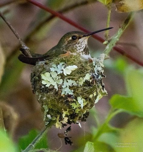 Nest Photography, Backyard Birds Sanctuary, Hummingbird Nests, Hummingbird Nest, Hummingbird Pictures, World Birds, Hummingbird Garden, Landscape Drawings, All Birds