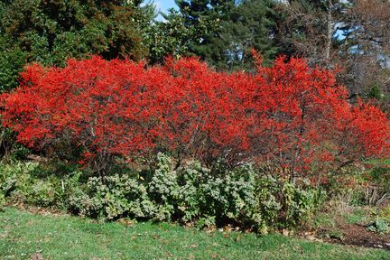 Winterberry Bush, Holly Shrub, Winterberry Holly, Decorative Plants, Winter Berries, Winter Red, Smart Garden, Self Watering Planter, Woodland Garden